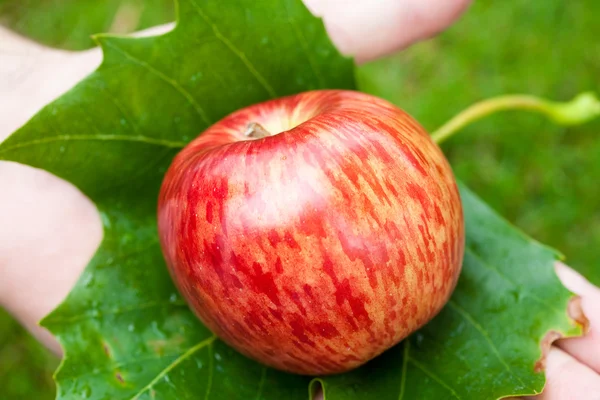 Manzana en la mano con hojas en el fondo de la hierba — Foto de Stock